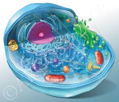 منابع آزمون دکتری زیست شناسی سلولی تکوینی